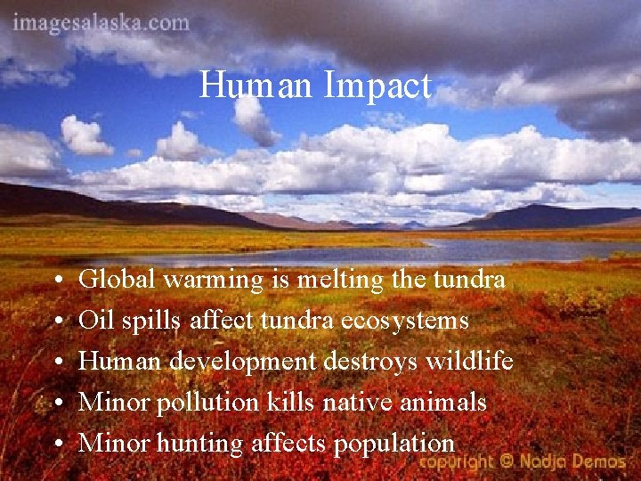 Human Impact • • • Global warming is melting the tundra Oil spills affect
