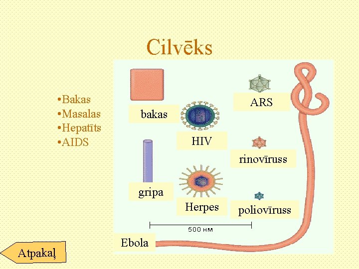 Cilvēks • Bakas • Masalas • Hepatīts • AIDS ARS bakas HIV rinovīruss gripa