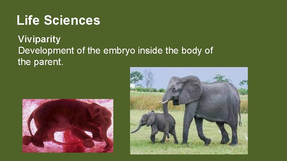 Life Sciences Viviparity Development of the embryo inside the body of the parent. 