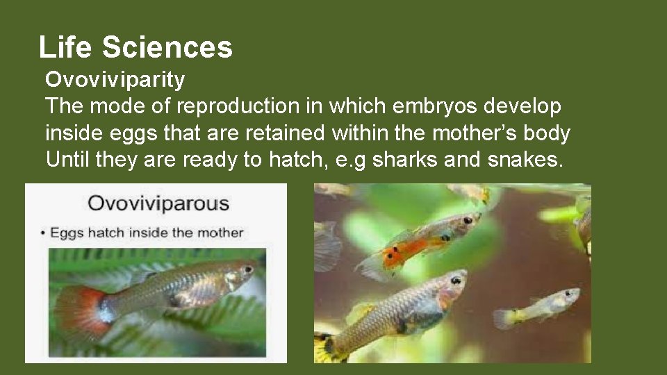 Life Sciences Ovoviviparity The mode of reproduction in which embryos develop inside eggs that