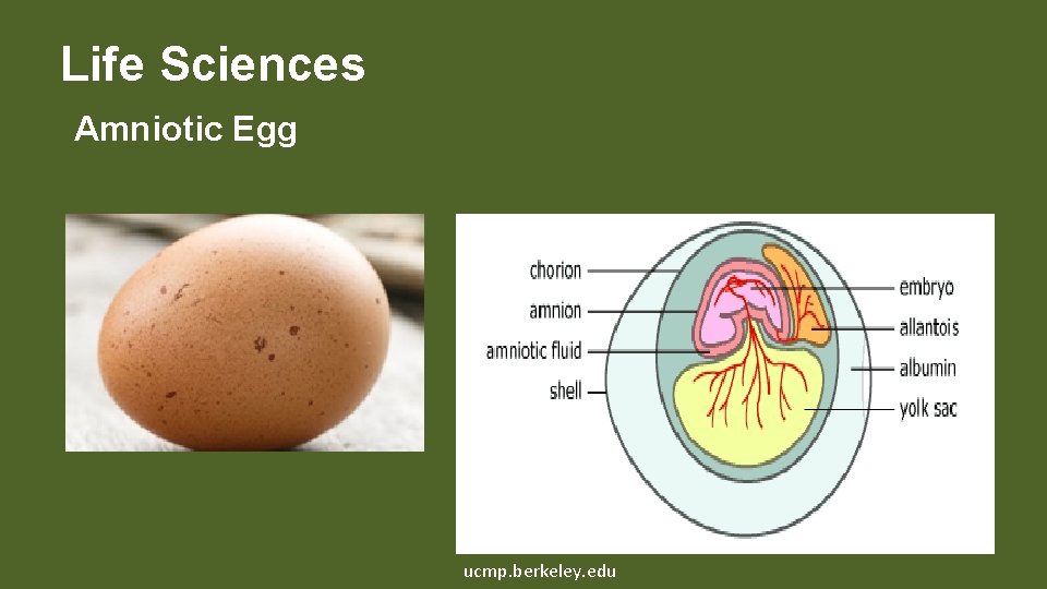 Life Sciences Amniotic Egg ucmp. berkeley. edu 