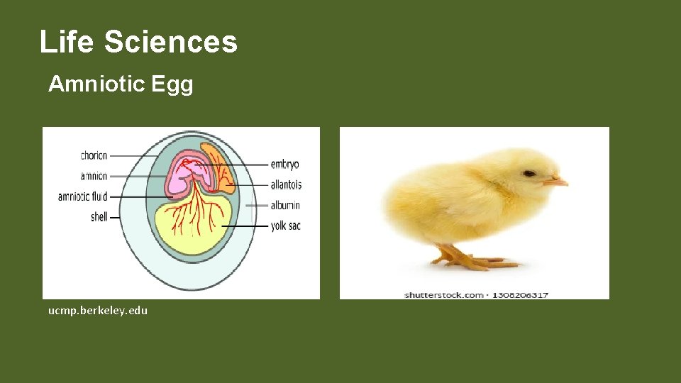 Life Sciences Amniotic Egg ucmp. berkeley. edu 