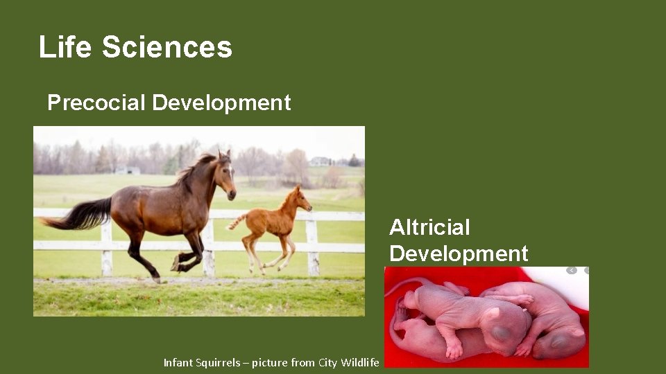 Life Sciences Precocial Development Altricial Development Infant Squirrels – picture from City Wildlife 