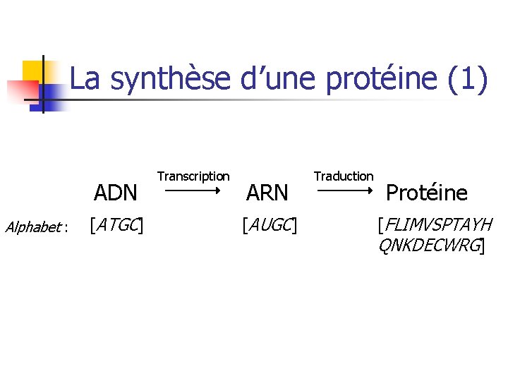 La synthèse d’une protéine (1) ADN Alphabet : [ATGC] Transcription ARN [AUGC] Traduction Protéine