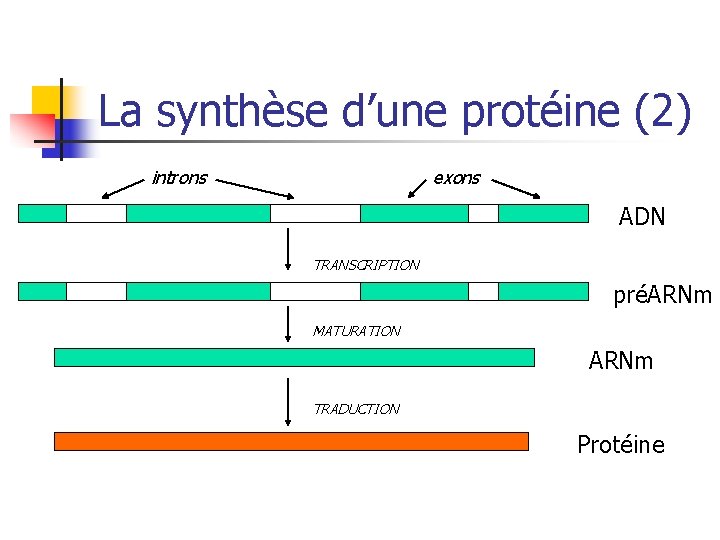 La synthèse d’une protéine (2) introns exons ADN TRANSCRIPTION préARNm MATURATION ARNm TRADUCTION Protéine