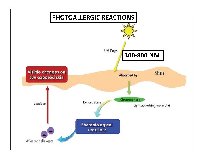 PHOTOALLERGIC REACTIONS 300 -800 NM 
