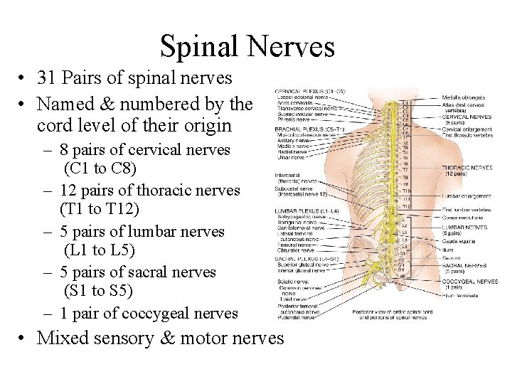 Spinal Nerves • 31 Pairs of spinal nerves • Named & numbered by the
