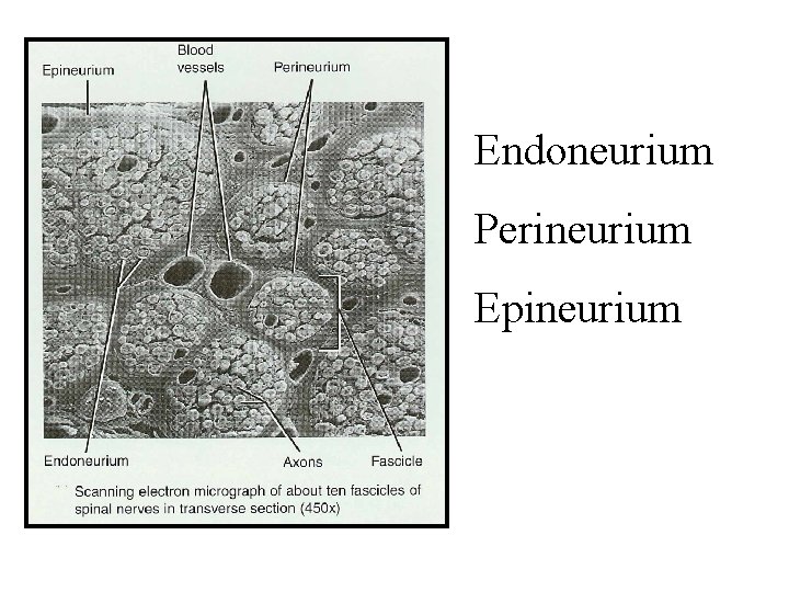 Endoneurium Perineurium Epineurium 