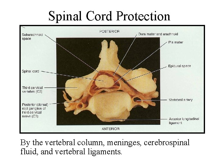 Spinal Cord Protection By the vertebral column, meninges, cerebrospinal fluid, and vertebral ligaments. 