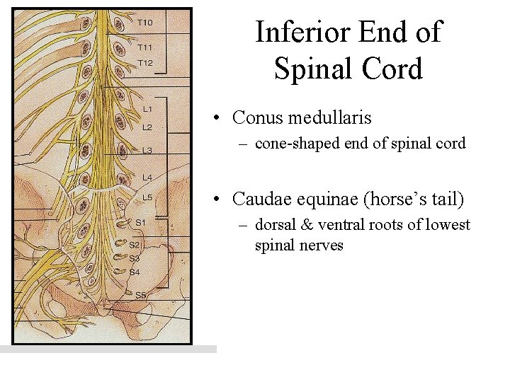 Inferior End of Spinal Cord • Conus medullaris – cone-shaped end of spinal cord