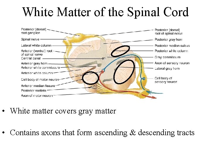 White Matter of the Spinal Cord • White matter covers gray matter • Contains