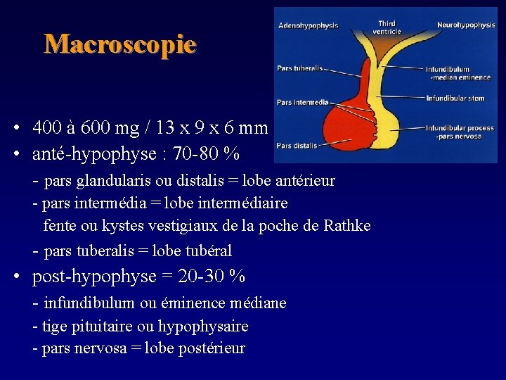 Macroscopie • 400 à 600 mg / 13 x 9 x 6 mm •