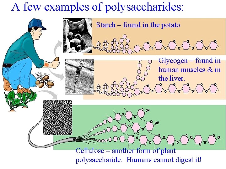 A few examples of polysaccharides: Starch – found in the potato Glycogen – found