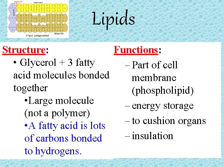 Lipids Structure: Functions: • Glycerol + 3 fatty – Part of cell acid molecules