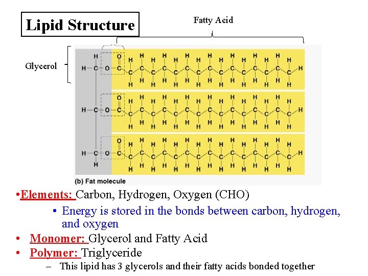 Lipid Structure Fatty Acid Glycerol • Elements: Carbon, Hydrogen, Oxygen (CHO) • Energy is