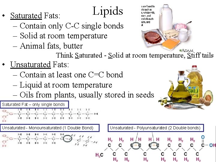Lipids • Saturated Fats: – Contain only C-C single bonds – Solid at room
