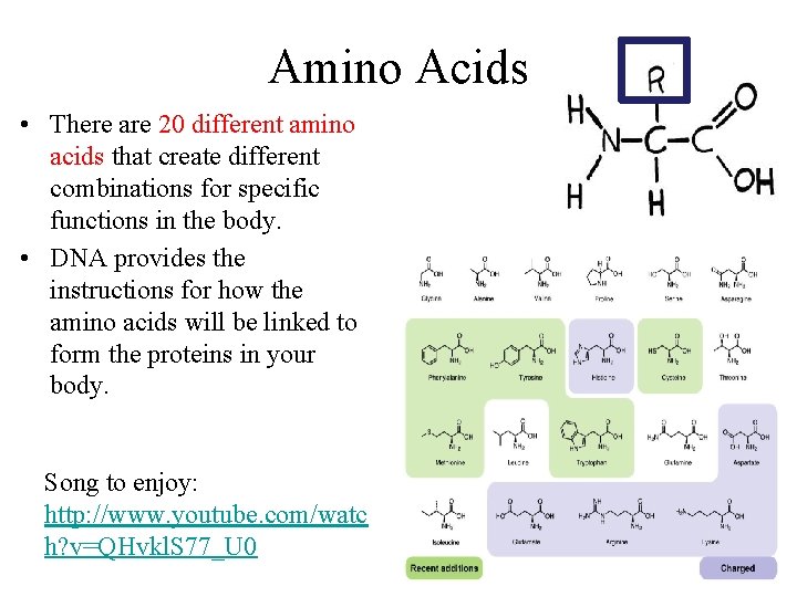 Amino Acids • There are 20 different amino acids that create different combinations for