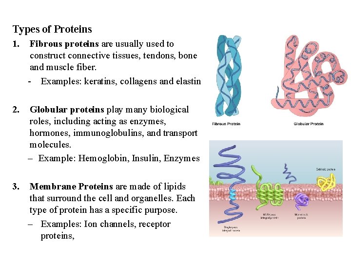 Types of Proteins 1. Fibrous proteins are usually used to construct connective tissues, tendons,