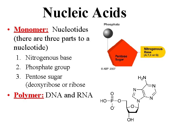Nucleic Acids • Monomer: Nucleotides (there are three parts to a nucleotide) 1. Nitrogenous