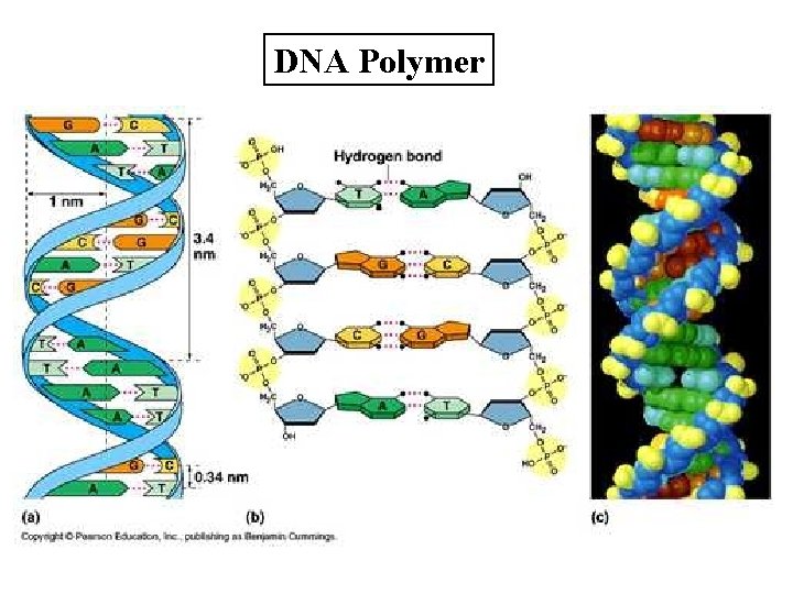 DNA Polymer 