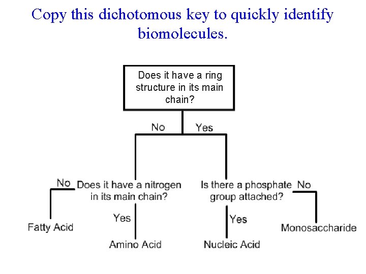 Copy this dichotomous key to quickly identify biomolecules. Does it have a ring structure