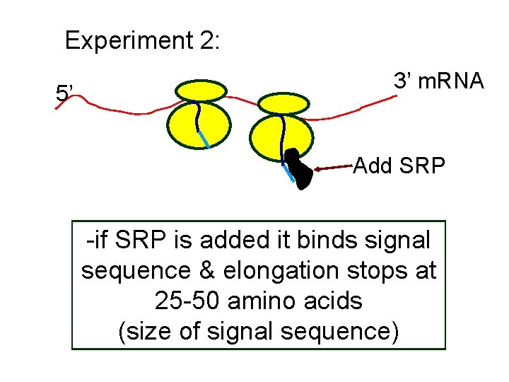 Experiment 2: 5’ 3’ m. RNA Add SRP -if SRP is added it binds