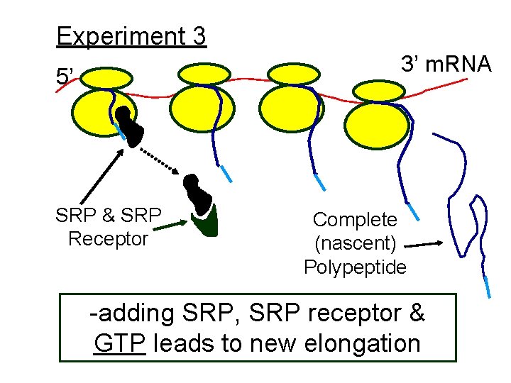 Experiment 3 3’ m. RNA 5’ SRP & SRP Receptor Complete (nascent) Polypeptide -adding