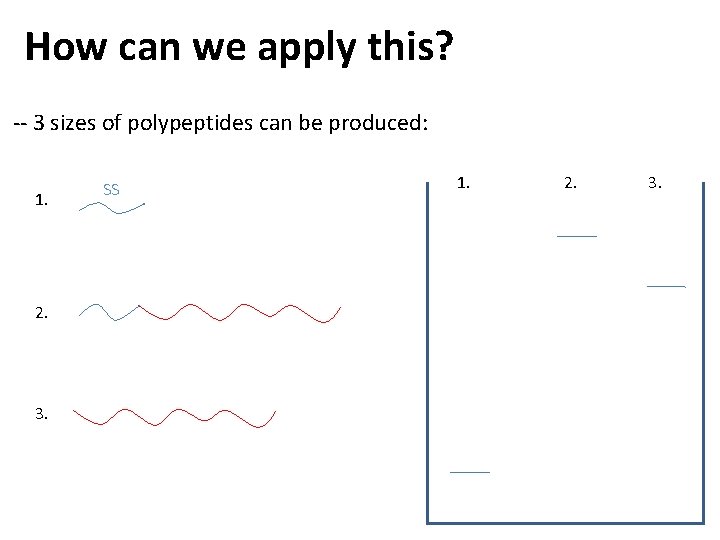 How can we apply this? -- 3 sizes of polypeptides can be produced: 1.