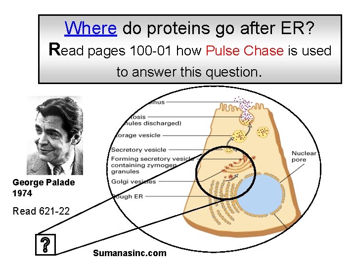 Where do proteins go after ER? Read pages 100 -01 how Pulse Chase is