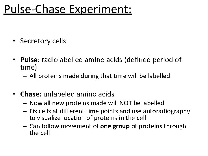 Pulse-Chase Experiment: • Secretory cells • Pulse: radiolabelled amino acids (defined period of time)