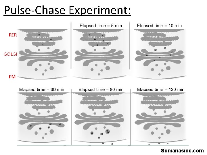 Pulse-Chase Experiment: RER GOLGI PM Sumanasinc. com 