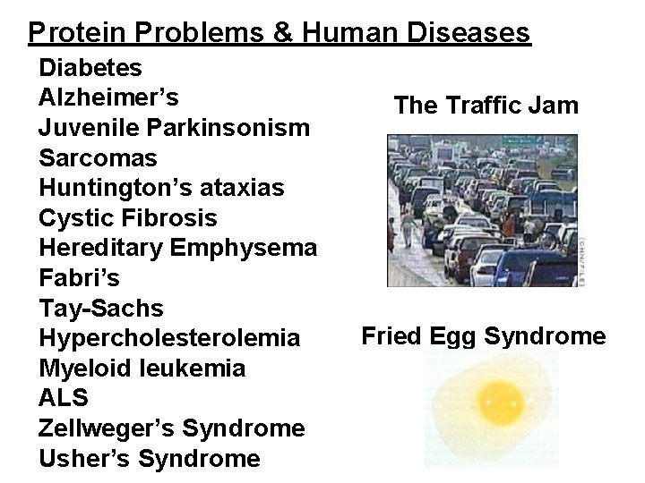 Protein Problems & Human Diseases Diabetes Alzheimer’s Juvenile Parkinsonism Sarcomas Huntington’s ataxias Cystic Fibrosis