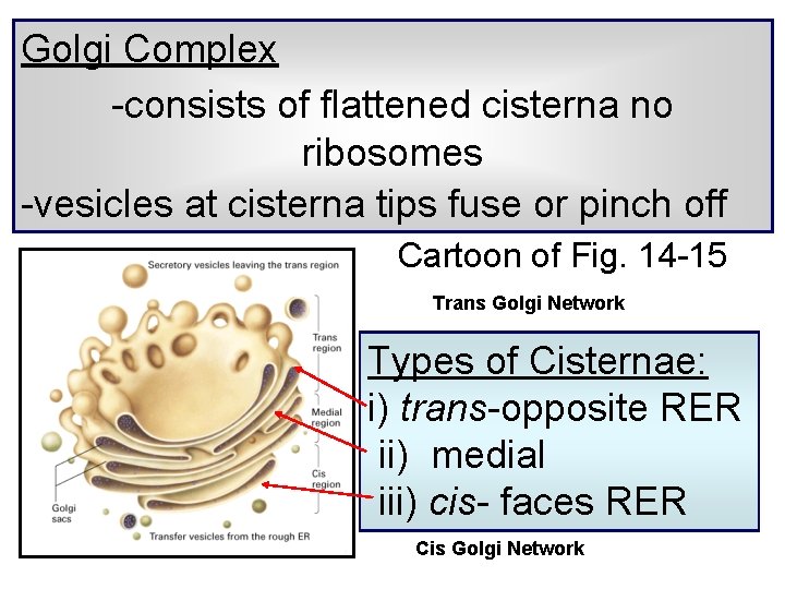 Golgi Complex -consists of flattened cisterna no ribosomes -vesicles at cisterna tips fuse or