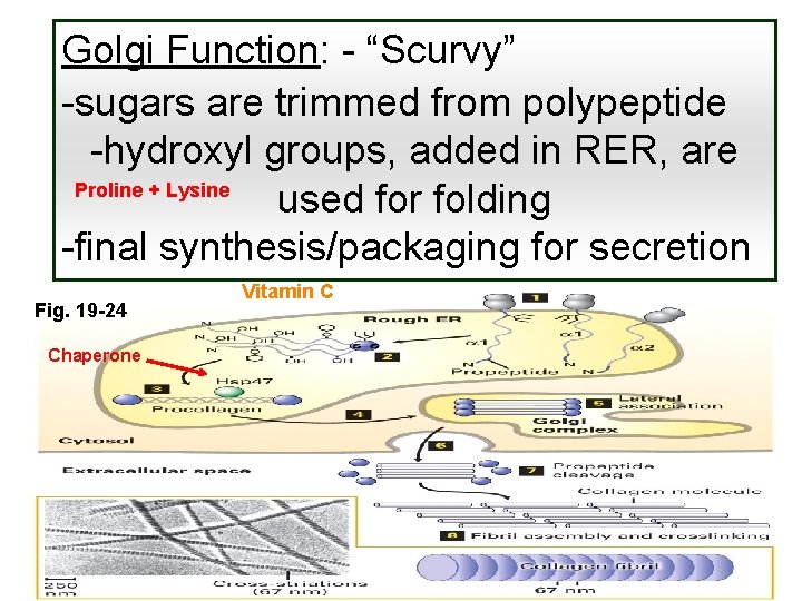 Golgi Function: - “Scurvy” -sugars are trimmed from polypeptide -hydroxyl groups, added in RER,