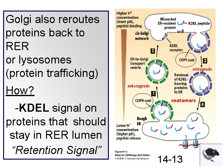 Golgi also reroutes proteins back to RER or lysosomes (protein trafficking) How? -KDEL signal