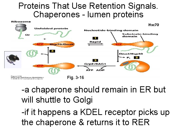 Proteins That Use Retention Signals. Chaperones - lumen proteins Hsc 70 Fig. 3 -16