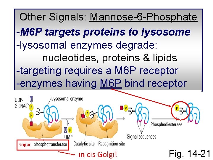 Other Signals: Mannose-6 -Phosphate -M 6 P targets proteins to lysosome -lysosomal enzymes degrade: