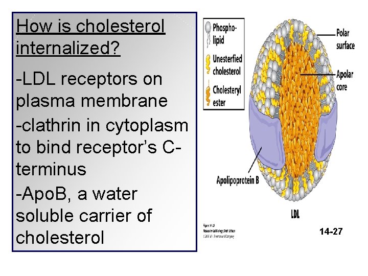 How is cholesterol internalized? -LDL receptors on plasma membrane -clathrin in cytoplasm to bind