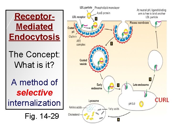 Receptor. Mediated Endocytosis The Concept: What is it? A method of selective internalization Fig.