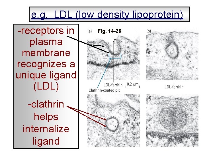 e. g. LDL (low density lipoprotein) -receptors in plasma membrane recognizes a unique ligand