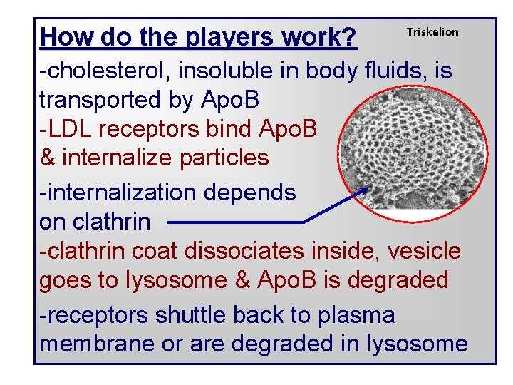 How do the players work? Triskelion -cholesterol, insoluble in body fluids, is transported by