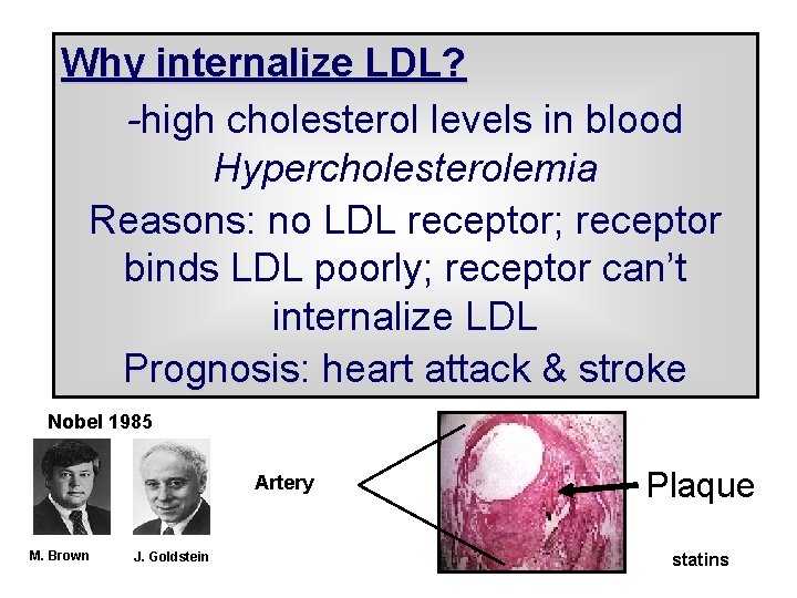 Why internalize LDL? -high cholesterol levels in blood Hypercholesterolemia Reasons: no LDL receptor; receptor