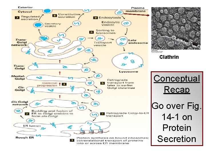 Clathrin Conceptual Recap Go over Fig. 14 -1 on Protein Secretion 