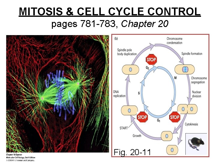 MITOSIS & CELL CYCLE CONTROL pages 781 -783, Chapter 20 Fig. 20 -11 