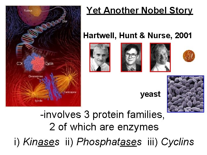 Yet Another Nobel Story Hartwell, Hunt & Nurse, 2001 yeast -involves 3 protein families,