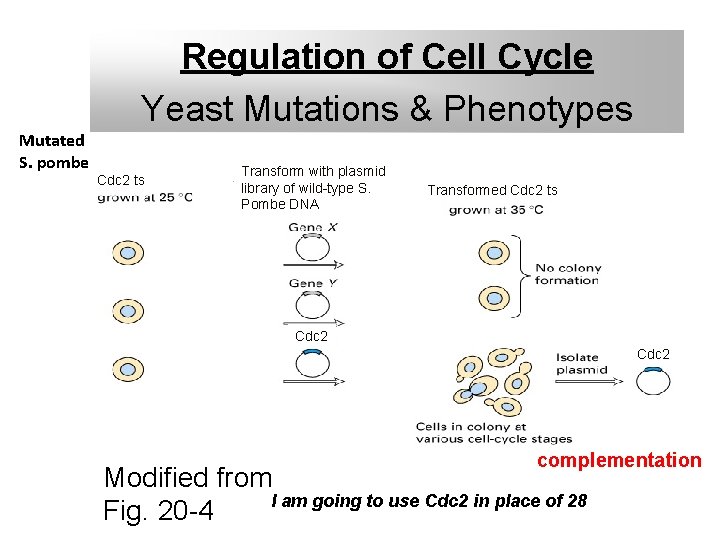 Regulation of Cell Cycle Yeast Mutations & Phenotypes Mutated S. pombe Cdc 2 ts