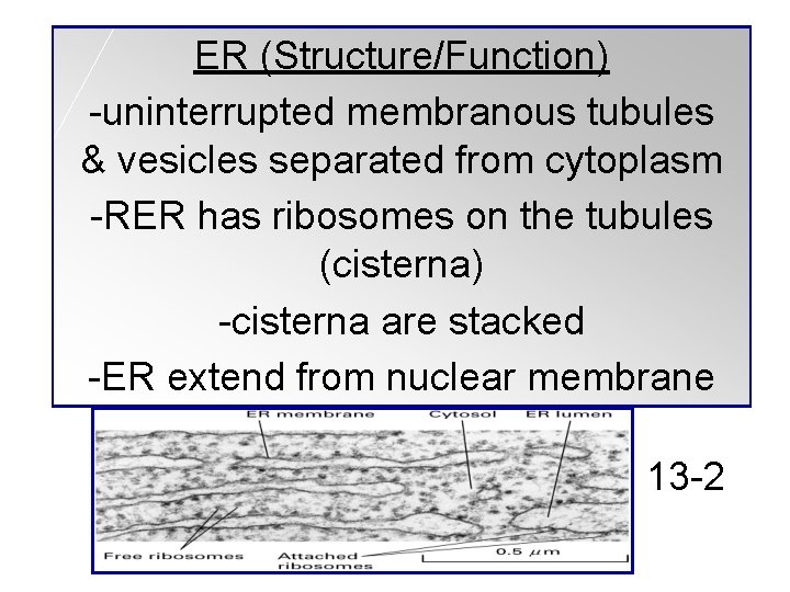 ER (Structure/Function) -uninterrupted membranous tubules & vesicles separated from cytoplasm -RER has ribosomes on