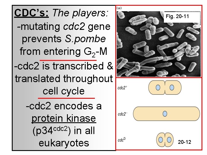 CDC’s: The players: -mutating cdc 2 gene prevents S. pombe from entering G 2