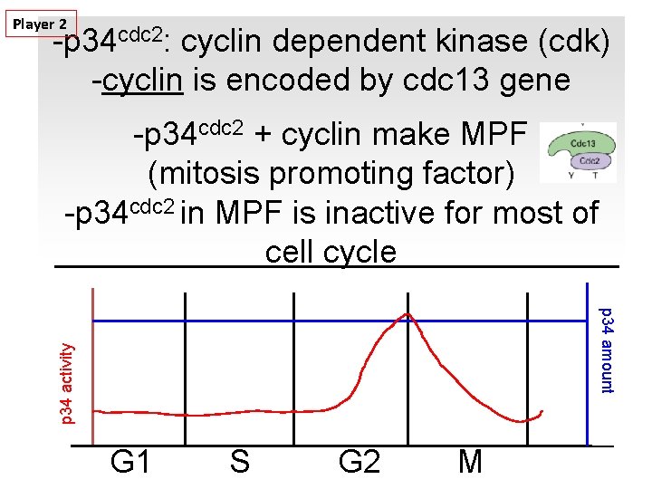 Player 2 -p 34 cdc 2: cyclin dependent kinase (cdk) -cyclin is encoded by