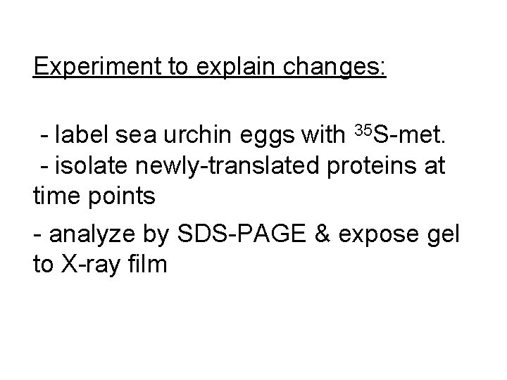 Experiment to explain changes: - label sea urchin eggs with 35 S-met. - isolate